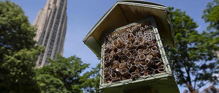 Bee house on Pitt campus