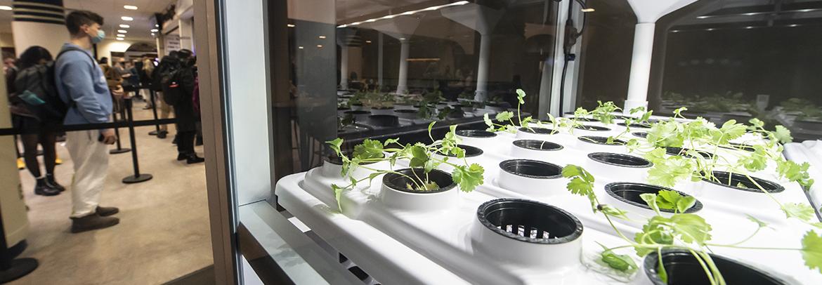 Micro greens growing indoors