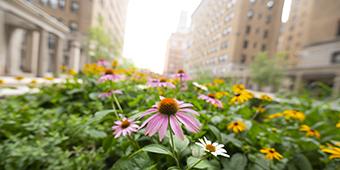 summer flowers on University of Pittsburgh campus