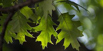 Close-up of green leaves on oak tree