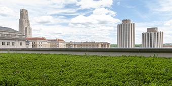 green roof on a Pitt campus building